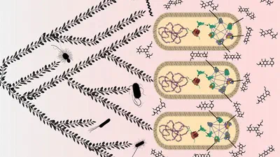 Wiring between close nodes in molecular networks evolves more quickly than between distant nodes featured image