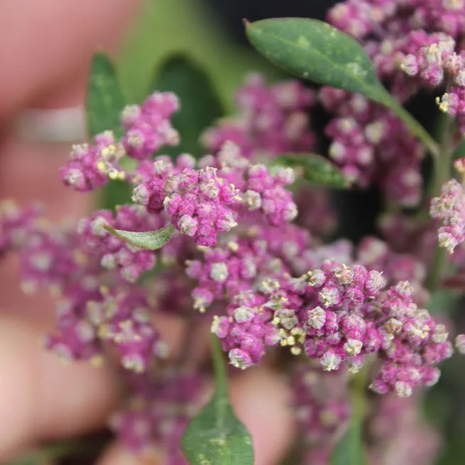 The impact of different agroecological conditions on the nutritional composition of quinoa seeds