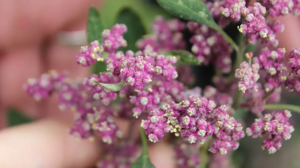 The impact of different agroecological conditions on the nutritional composition of quinoa seeds